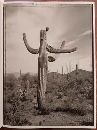 Saguaros