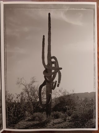 Saguaros