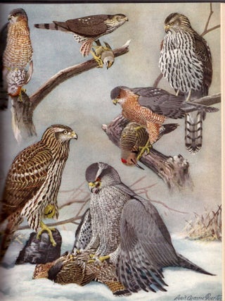 Birds of Massachusetts and Other New England States (2 Volumes)