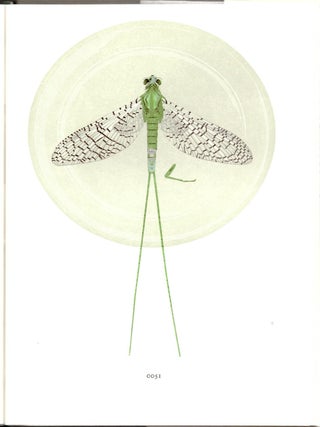 Mayflies of the Driftless Region